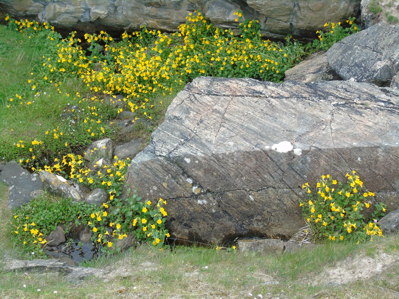 While I continued walking along the coast, Wendy sat on this rock surrounded by water loving yellow flowers we couldn’t identify