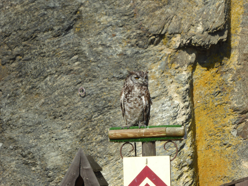 One of the owls waiting to perform