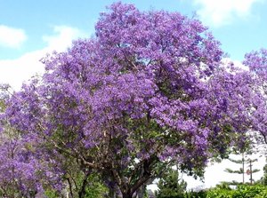 Le jacaranda, un bel arbre aux fleurs violettes !