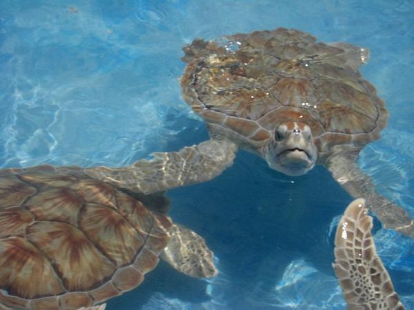 A turtle sanctuary on Isla