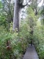 Kauri - Some of them are 3000 years old
