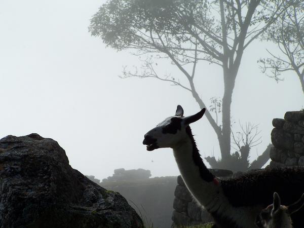 Llamas in the mist...