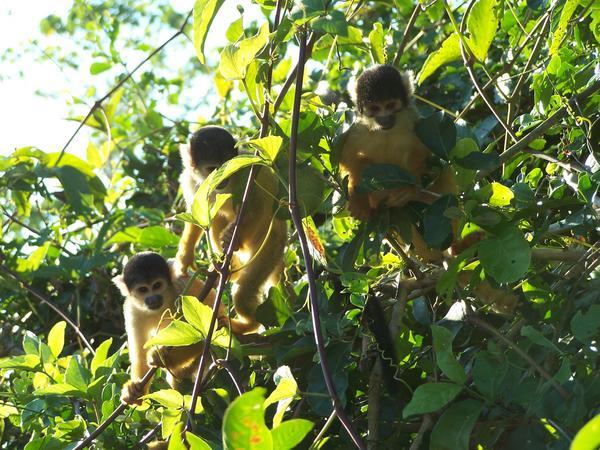 More Squirrel Monkeys