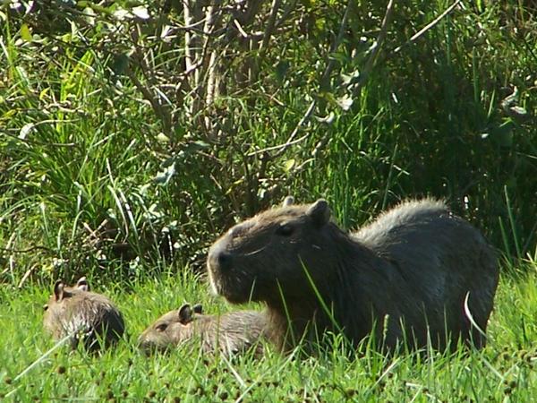 A capybara and its babies..the worlds largest rodent