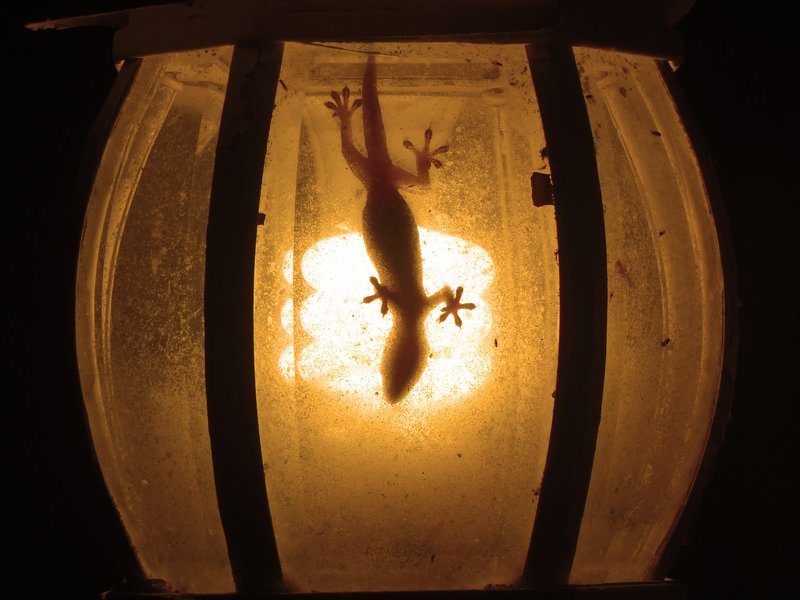 Lamp Gecko