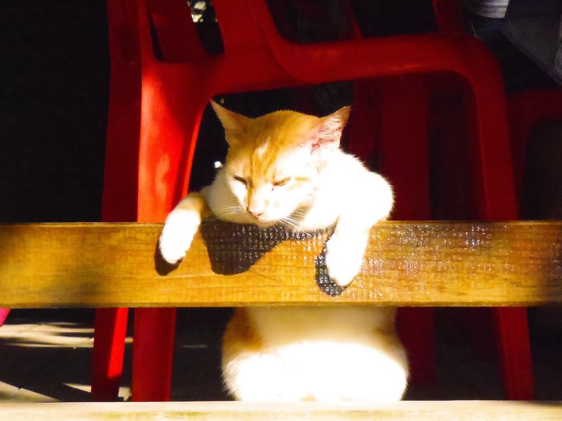 Suntanning Kitty