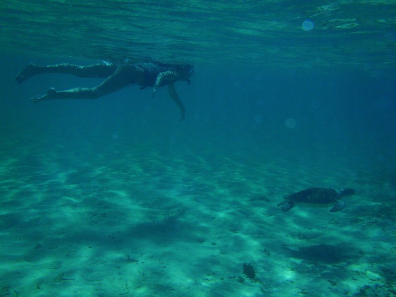 Teri snorkelling with the turtle
