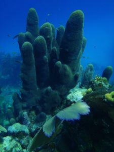 Beautiful Coral