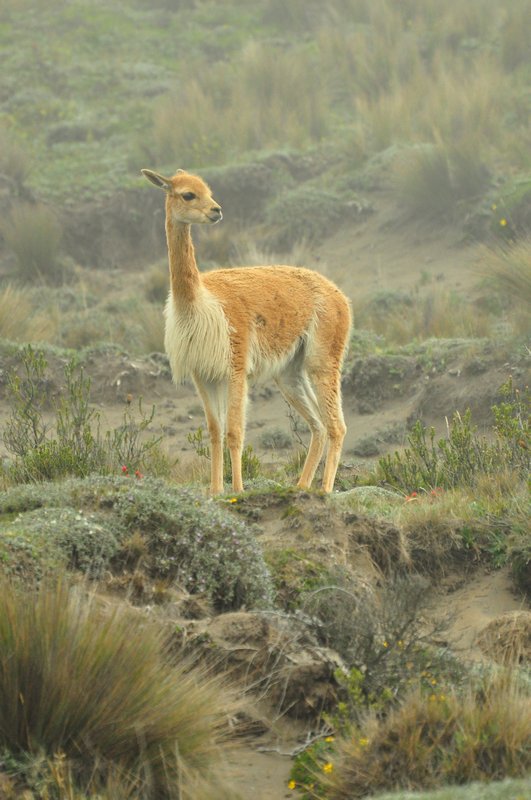 Another vicuna shot...love these guys