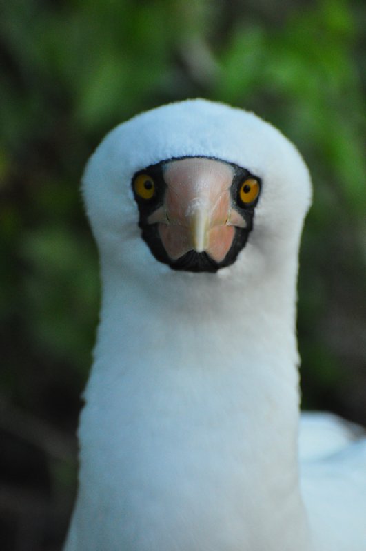 Masked booby...seriously how cute are there guys