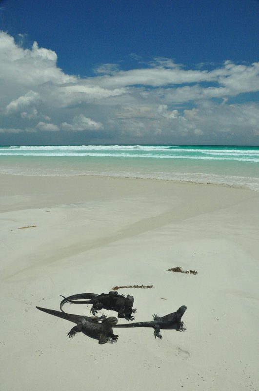 marine iguanas on the sweet beach