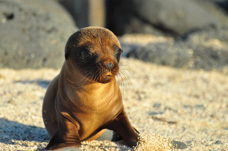 super cute sea lion pup