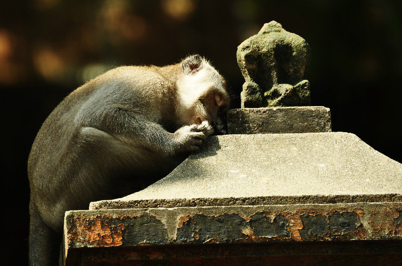 monkey sleeping at temple