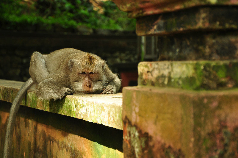 cute lazy monkey