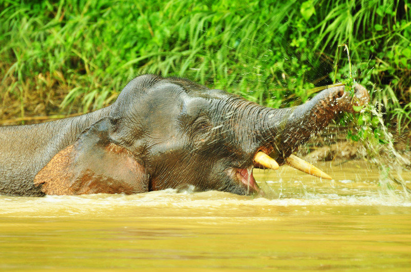 Pygmy Elephant Swimming