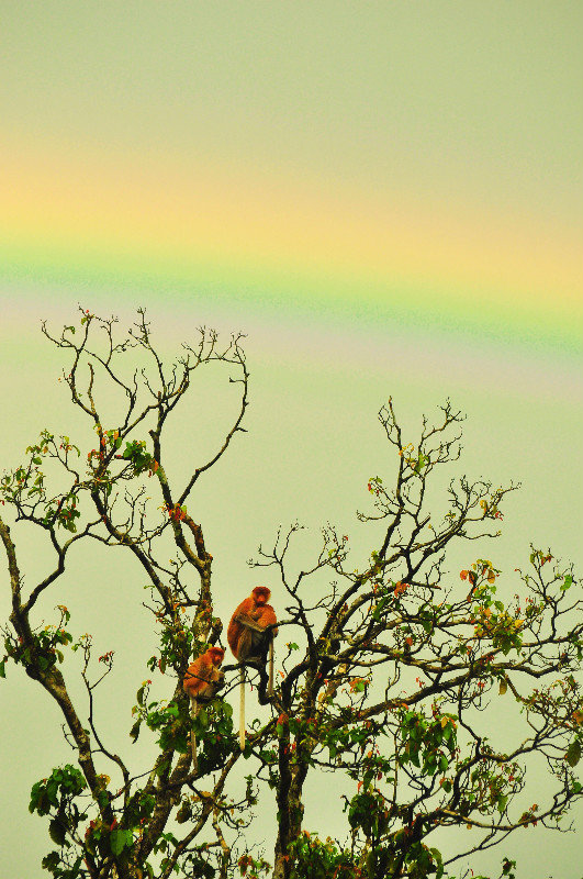 Probiscus monkeys and Rainbow