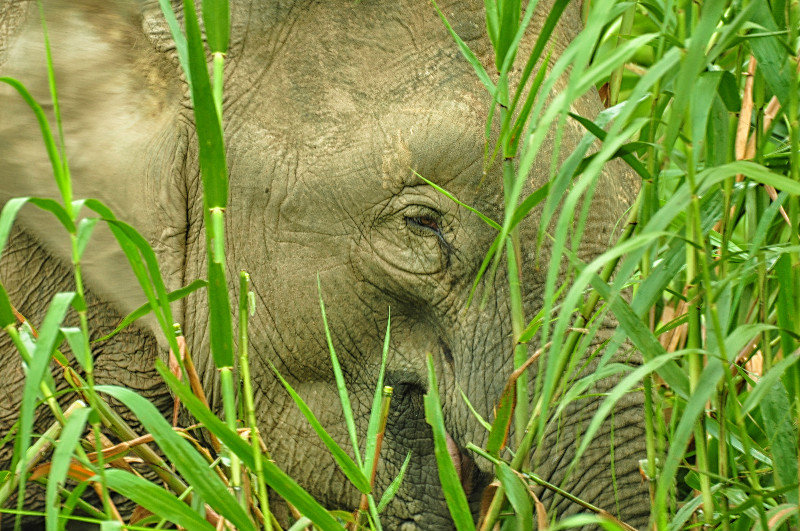 Elephant in Habitat