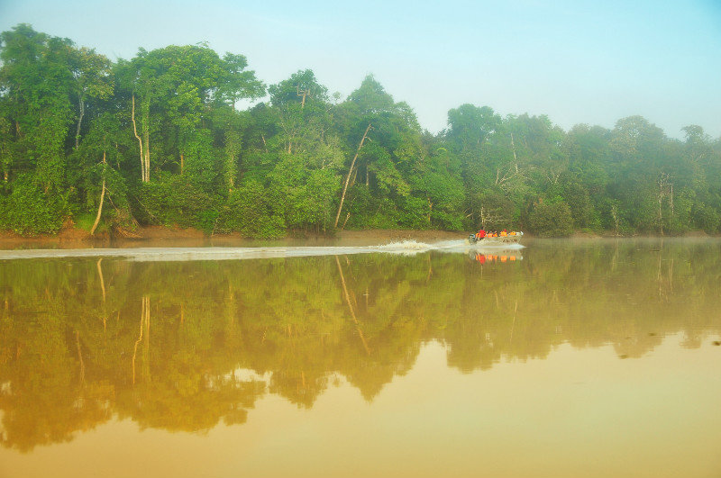 Morning River Cruise on the Kinabatangan