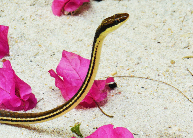 Cool Perhentian Snake