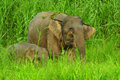 Another mother elephant and baby
