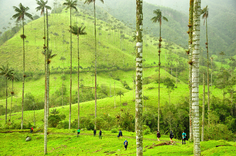 Beautiful Cocora Valley