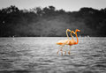 B&W Flamingoes