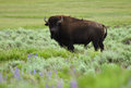 bison and birds
