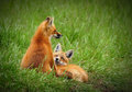 The Look - the 2 brother foxes