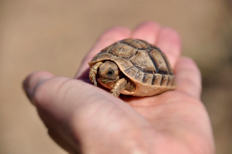 A wild juvenile tortoise that Teri found