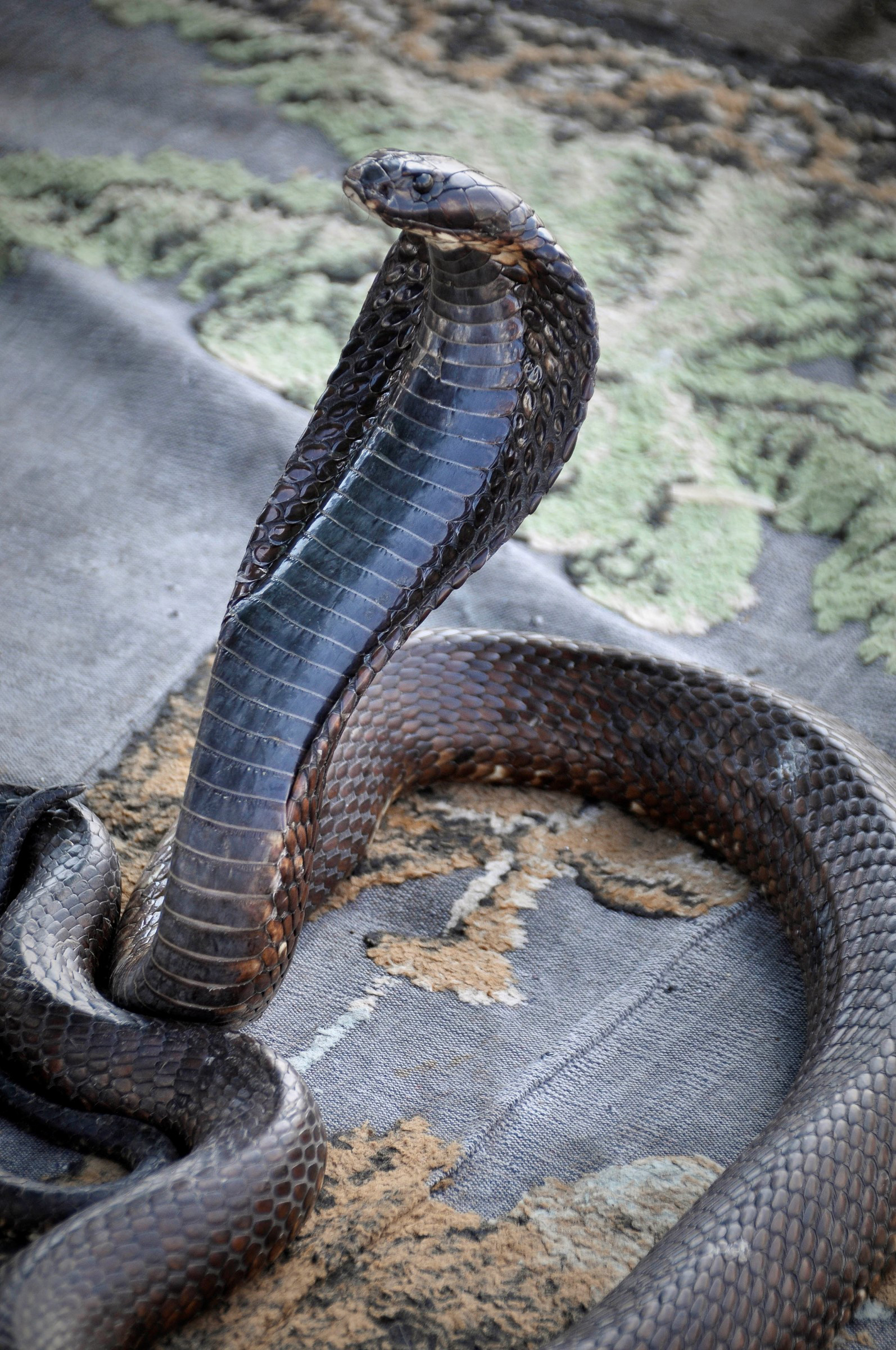 Cobra in Marrakech | Photo