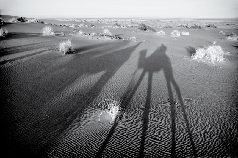 Dali-esque Camel Shadows