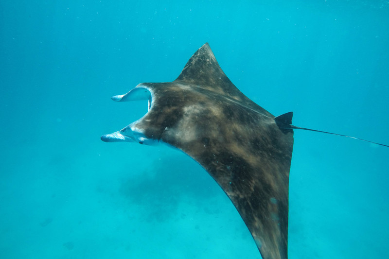 One of the larger Mantas