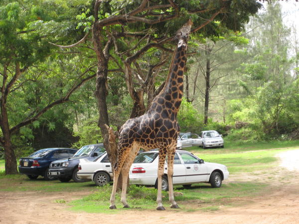 V. V. Tall Giraffe