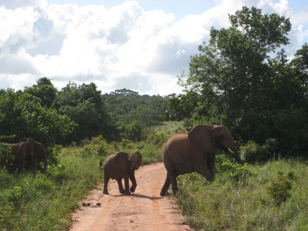 Elephantees