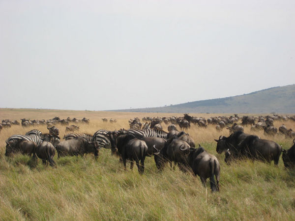 A few of the many thousands of zebras and wildebeest