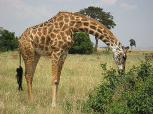Mr. Twiga (that's swahili for giraffe)