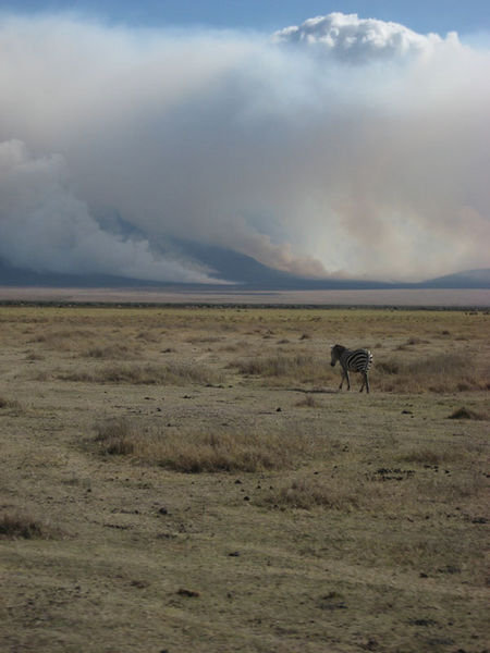 A zebra surveying the fire (back-burning)