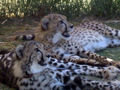 Cheetahs at one of the wineries