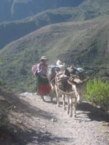 Sharing the path with donkeys