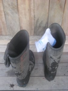 Tucky´s socks were both white to start with