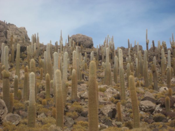 Giant cacti on Isla de Incahuasi