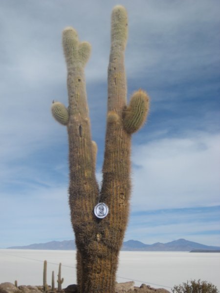 St. Chris meets a cactus