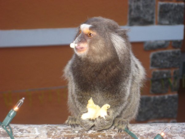 Monkey at hostel in Rio