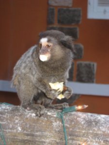 Monkey at hostel in Rio