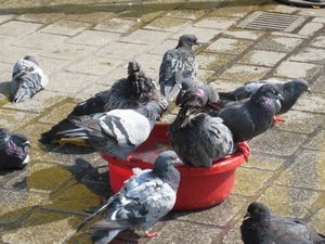 Pigeon bath time, Krakow
