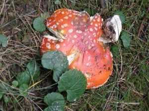 Tatry mushroom