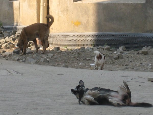 3 of the 300,000 stray dogs, Bucharest