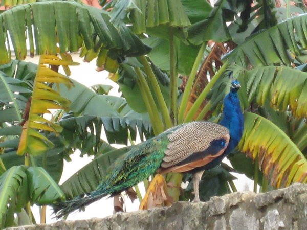 Bird in the banana tree, Castelo de Sao Jorge