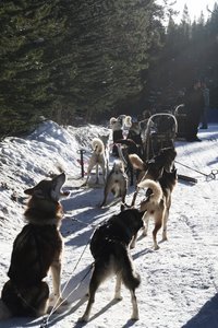 Dogs getting ready to go