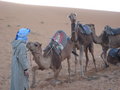Mohammed and his camels